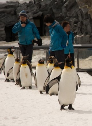 Penguin Walk, Asahiyama