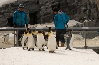 Penguins out for a walk