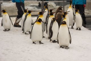 Penguins on a walk in Asahiyama Zoo