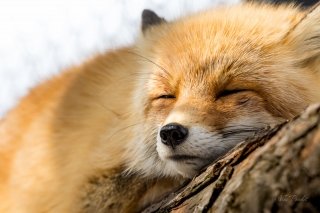 Red Fox at Asahiyama Zoo