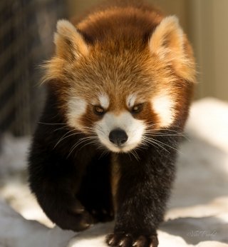 Red Panda at Asahiyama Zoo