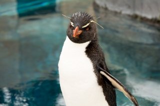 Rockhopper Penguin at Asahiyama Zoo