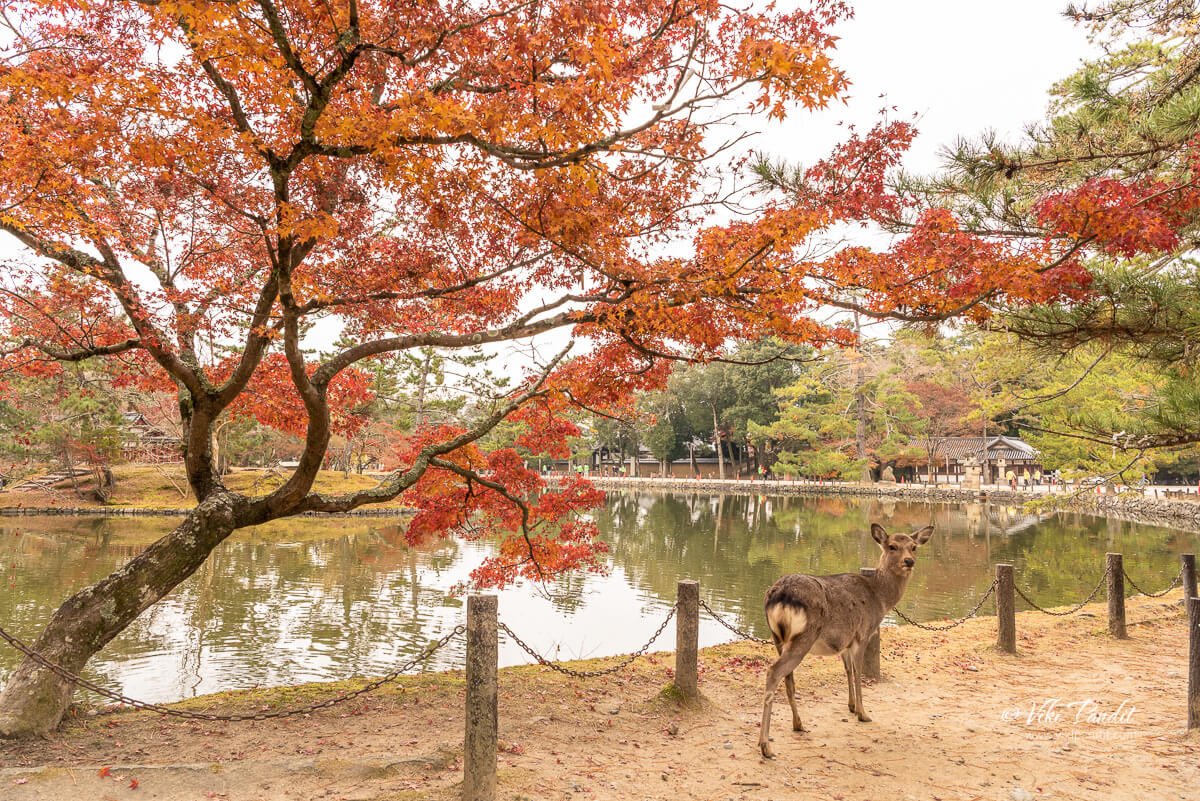 Kagami ike Pond in Fall