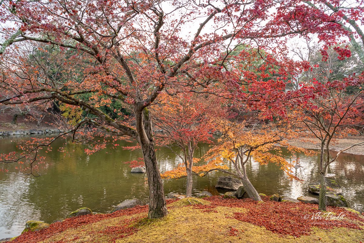 Fall at Nara Deer Park - Rare Photos by Viki Pandit