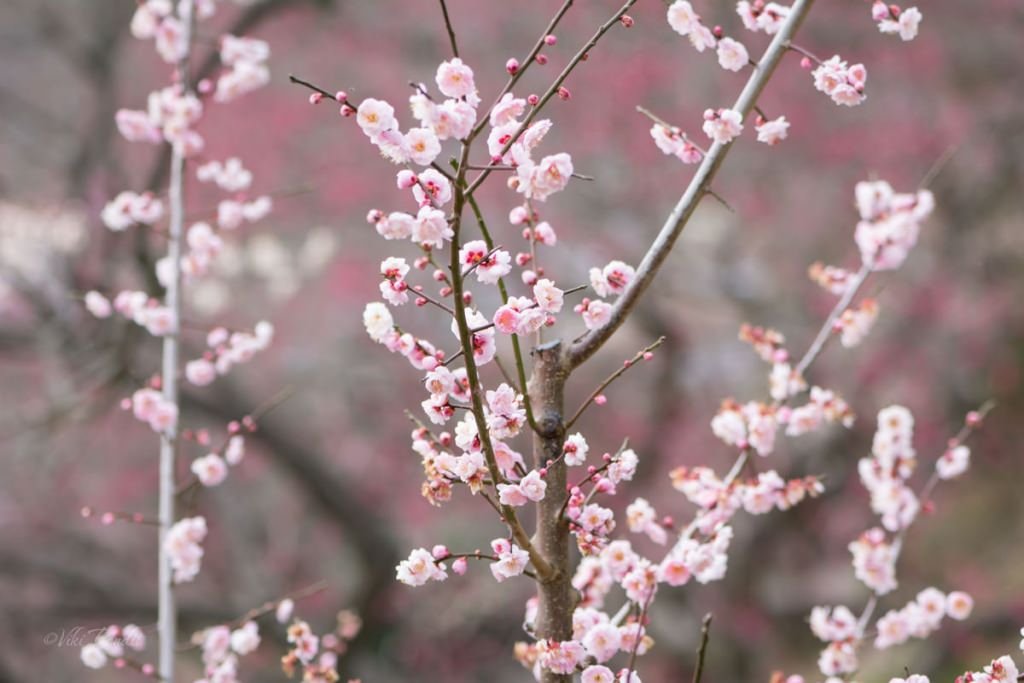 Plum blooms of Kairaku-en Garden
