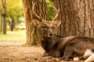 Nara Park